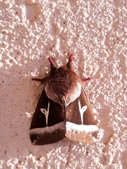 Dirphiopsis lombardi