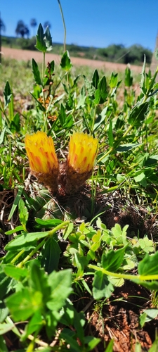 Parodia ottonis