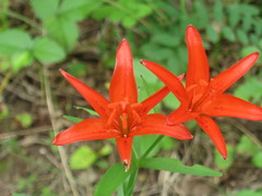 Lilium concolor partheneion