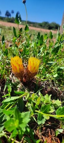 Parodia ottonis