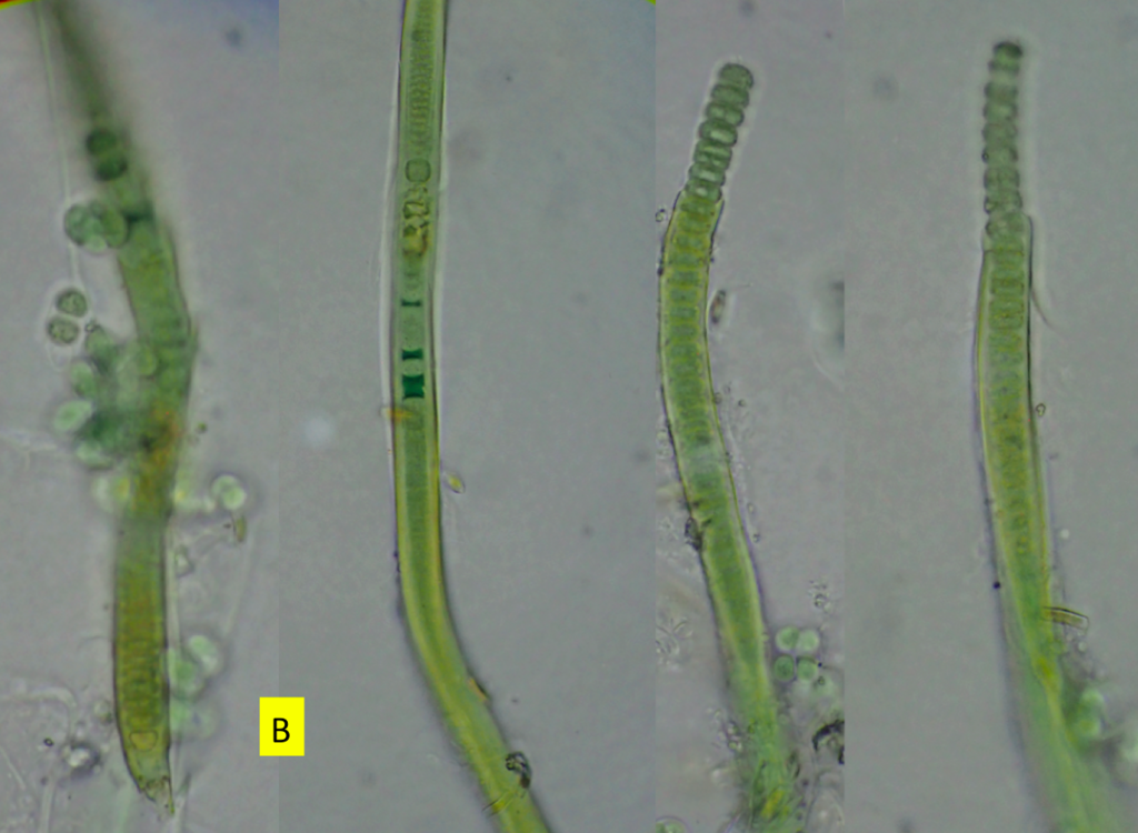Tapinothrix