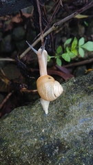 Acusta