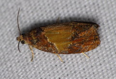 Olethreutes osmundana