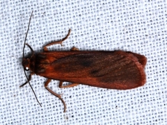 Scoliacma bicolora