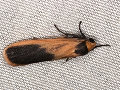 Scoliacma bicolora