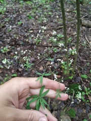 Galium intermedium