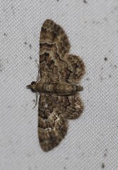 Gymnoscelis lophopus