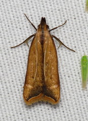 Dichomeris heriguronis