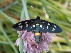 Amata ragazzii