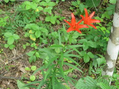 Lilium concolor partheneion