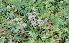Galium mollugo