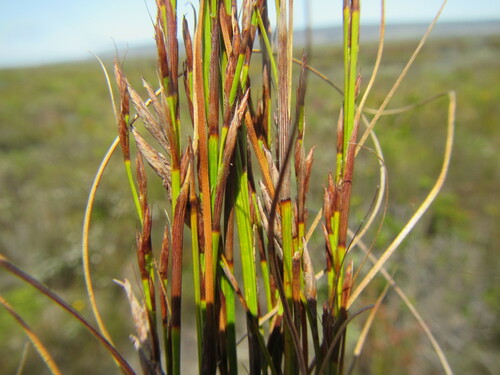 Image of Tetraria fasciata by (c) douglaseustonbrown, some rights reserved (CC BY-SA)