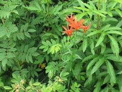 Lilium concolor partheneion
