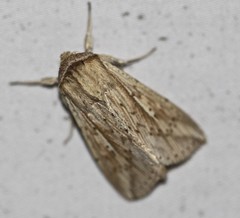 Mythimna decisissima