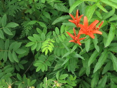 Lilium concolor partheneion