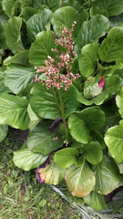 Bergenia crassifolia