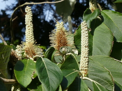 Leucosceptrum canum