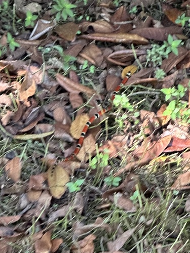 Colima clear-banded coral snake, Micrurus oliveri