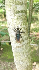 Microstylum oberthurii