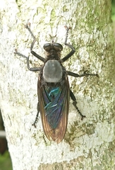 Microstylum oberthurii