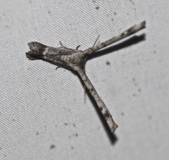 Phazaca interrupta