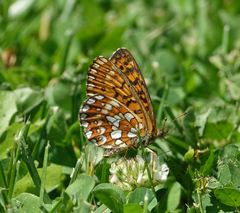 Boloria eunomia