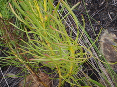 Leucadendron platyspermum