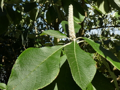 Leucosceptrum canum