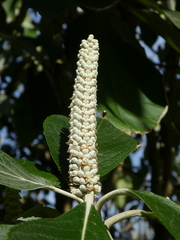 Leucosceptrum canum