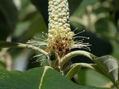 Leucosceptrum canum