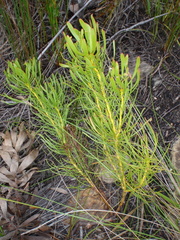 Leucadendron platyspermum