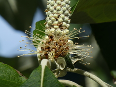 Leucosceptrum canum