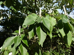 Leucosceptrum canum