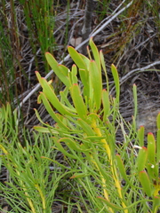 Leucadendron platyspermum