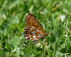 Boloria eunomia