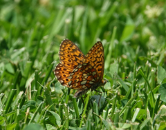 Boloria eunomia