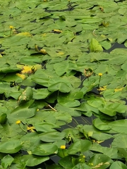 Nuphar lutea