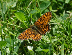 Boloria eunomia