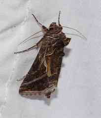 Autographa flagellum