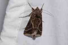 Autographa flagellum