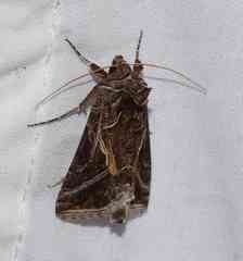 Autographa flagellum