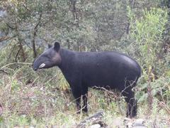 Tapirus pinchaque