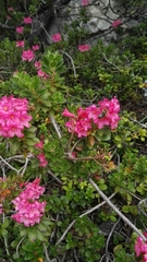 Rhododendron hirsutum