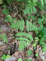 Gymnocarpium jessoense