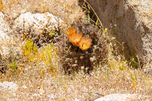 Eriosyce limariensis