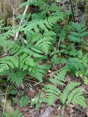 Gymnocarpium jessoense