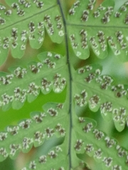 Gymnocarpium jessoense