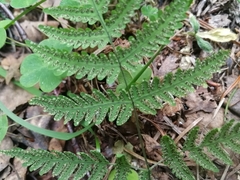 Gymnocarpium jessoense