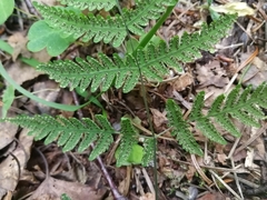 Gymnocarpium jessoense