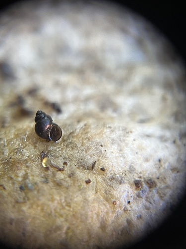 South Sierra Nevada Springsnail